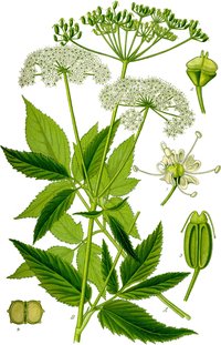 Bishop's Goutweed