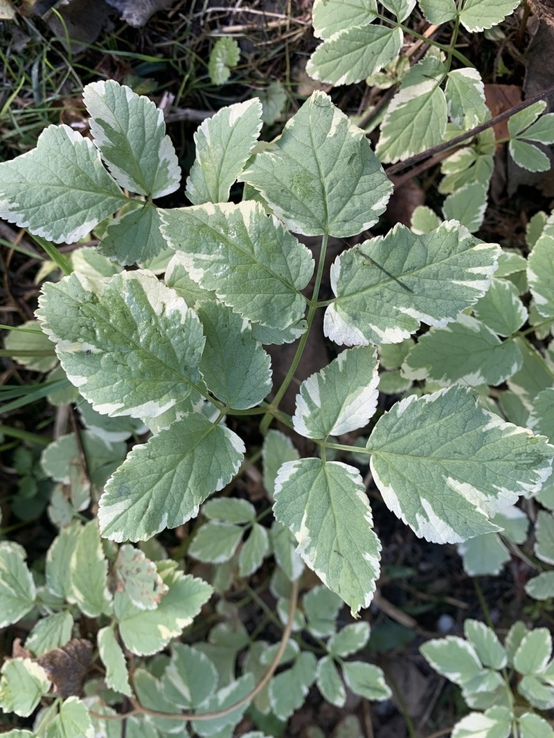 Bishop's Goutweed photo 8