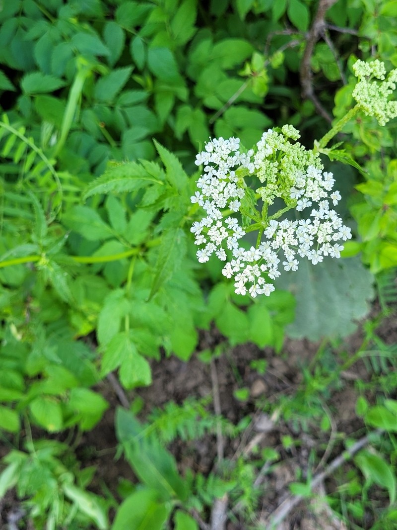Aegopodium tadshikorum photo 2