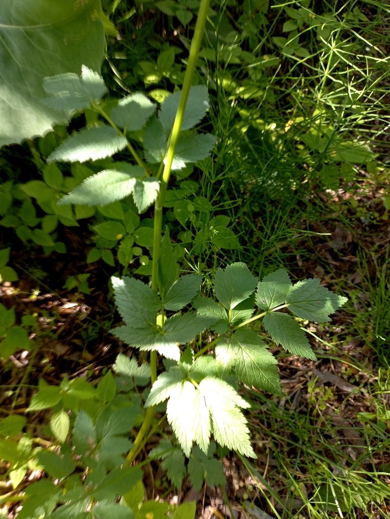 Aegopodium tadshikorum photo 3