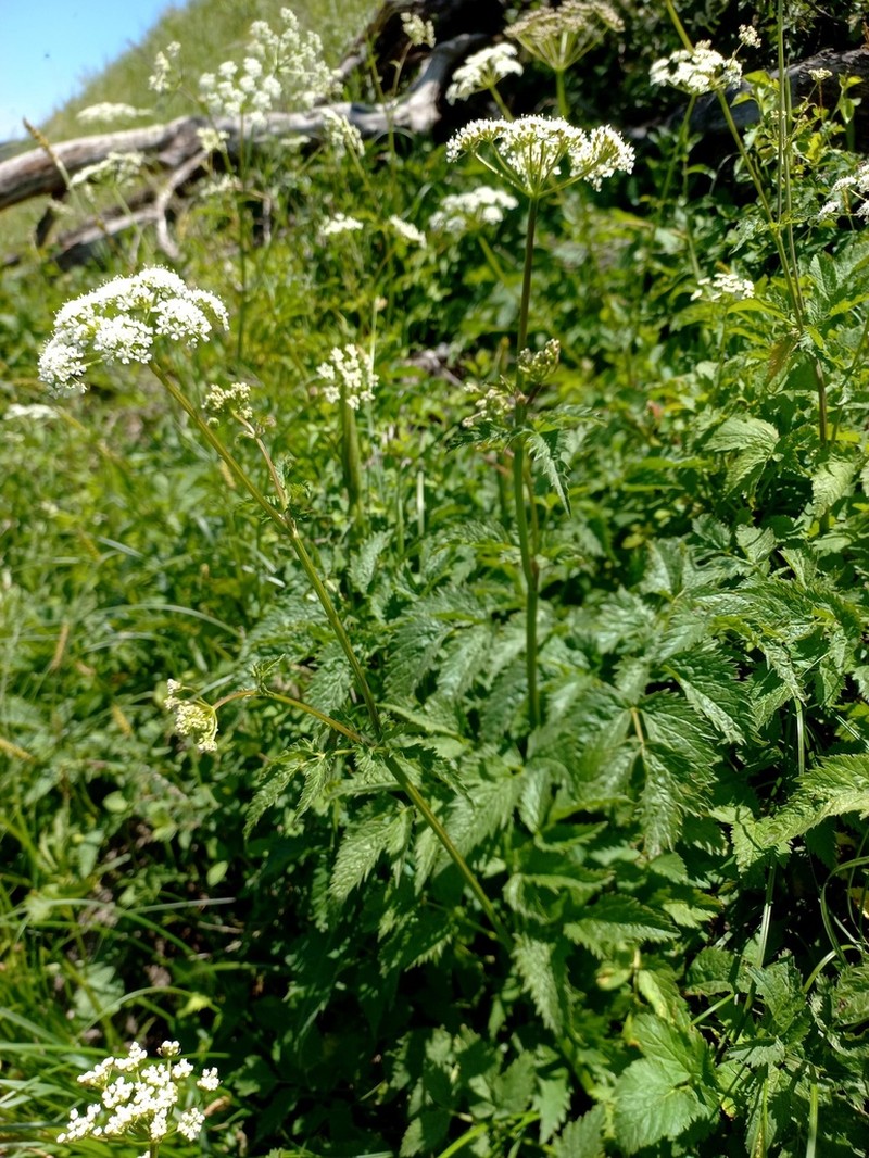 Aegopodium tadshikorum photo 5