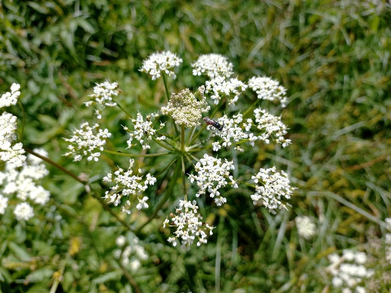 Aegopodium tadshikorum photo 8