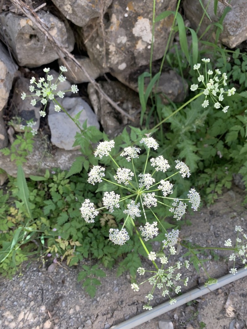 Aegopodium tribracteolatum