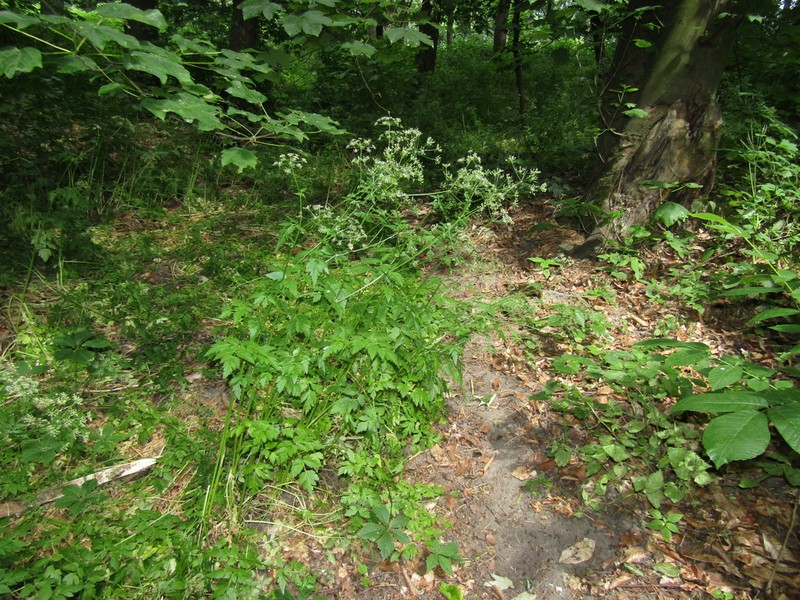 Aegopodium tribracteolatum photo 2