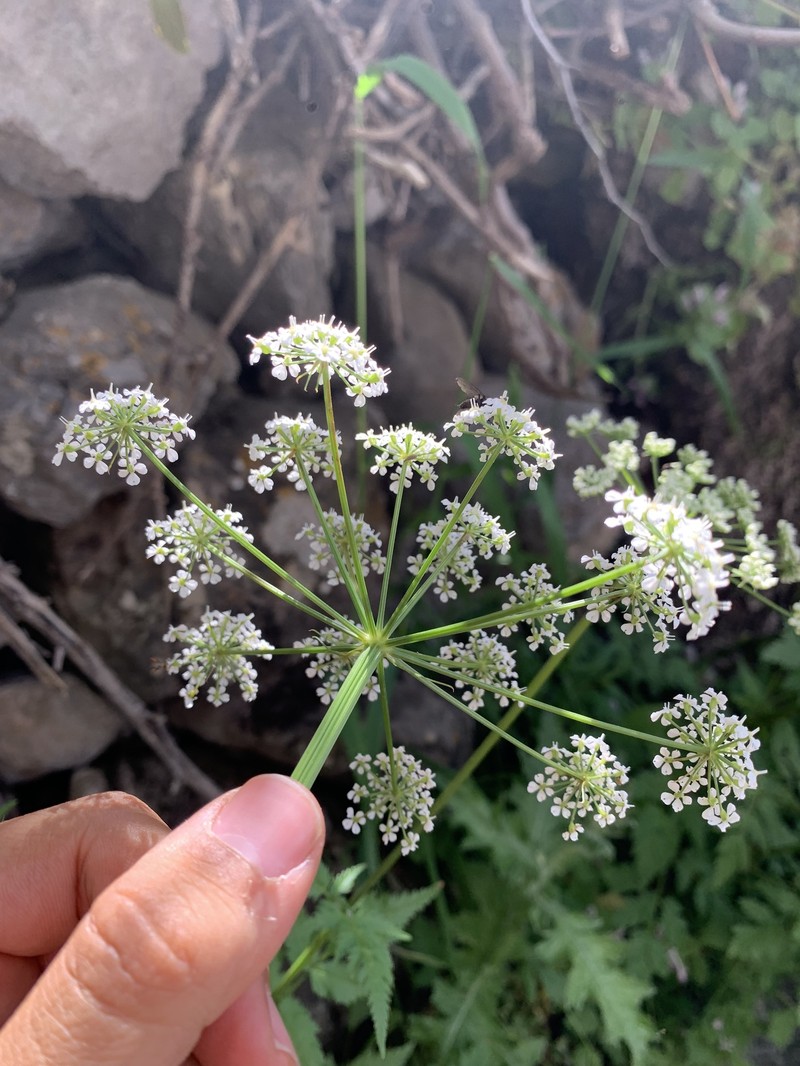 Aegopodium tribracteolatum photo 3