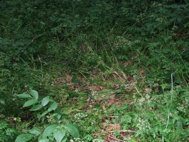 Aegopodium tribracteolatum photo 4