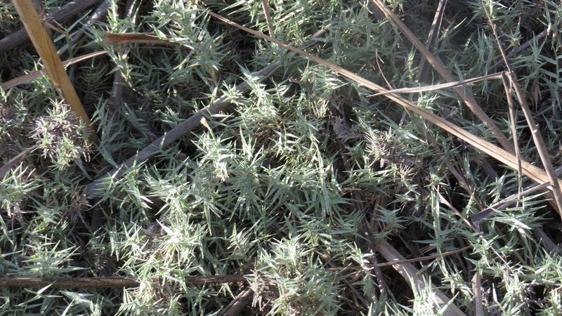 Mamoncillo photo 7