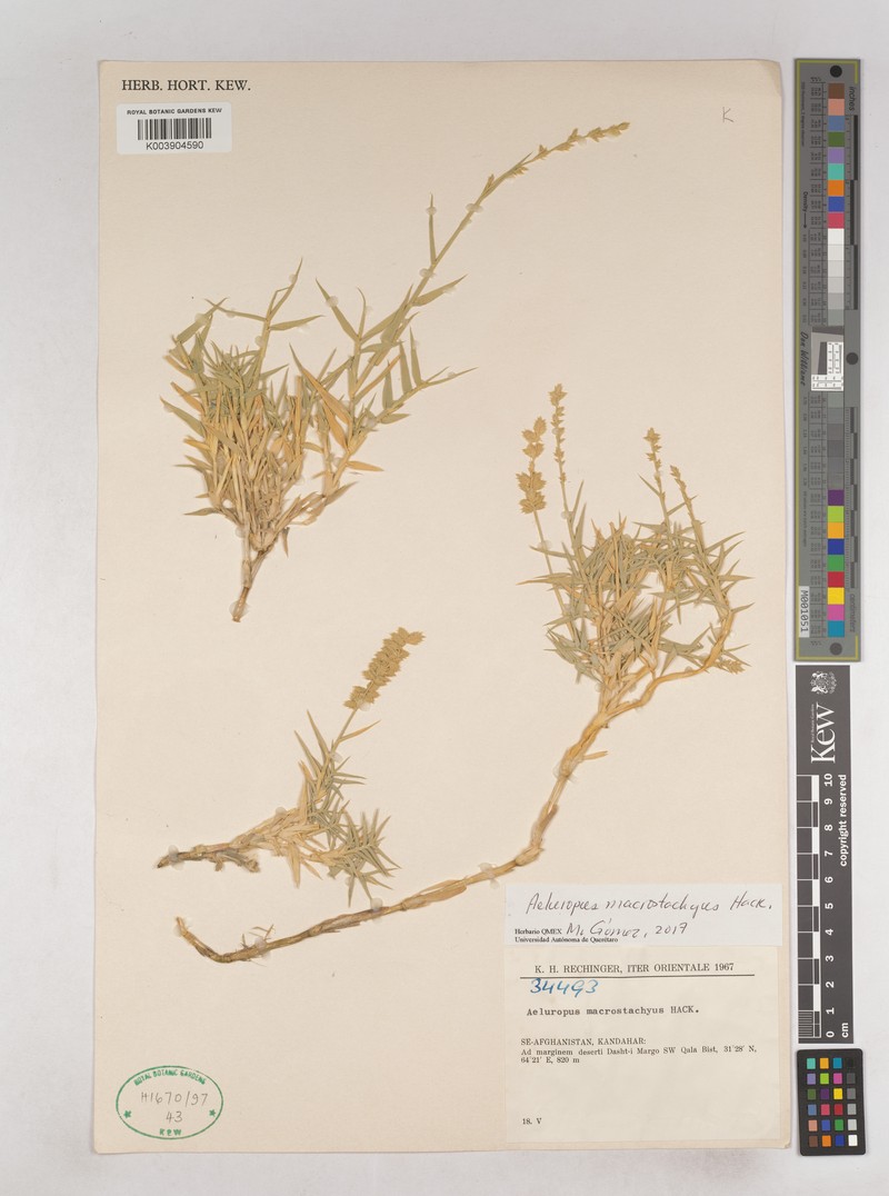 Aeluropus macrostachyus photo 5