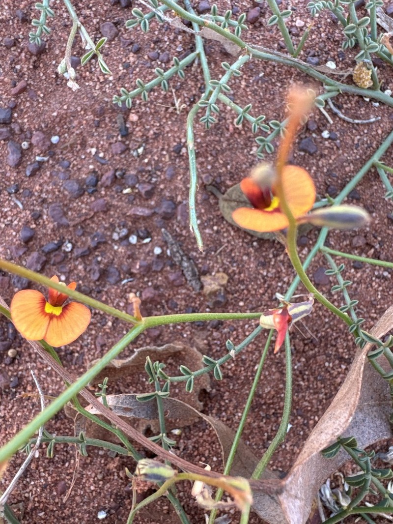 Aenictophyton anomalum