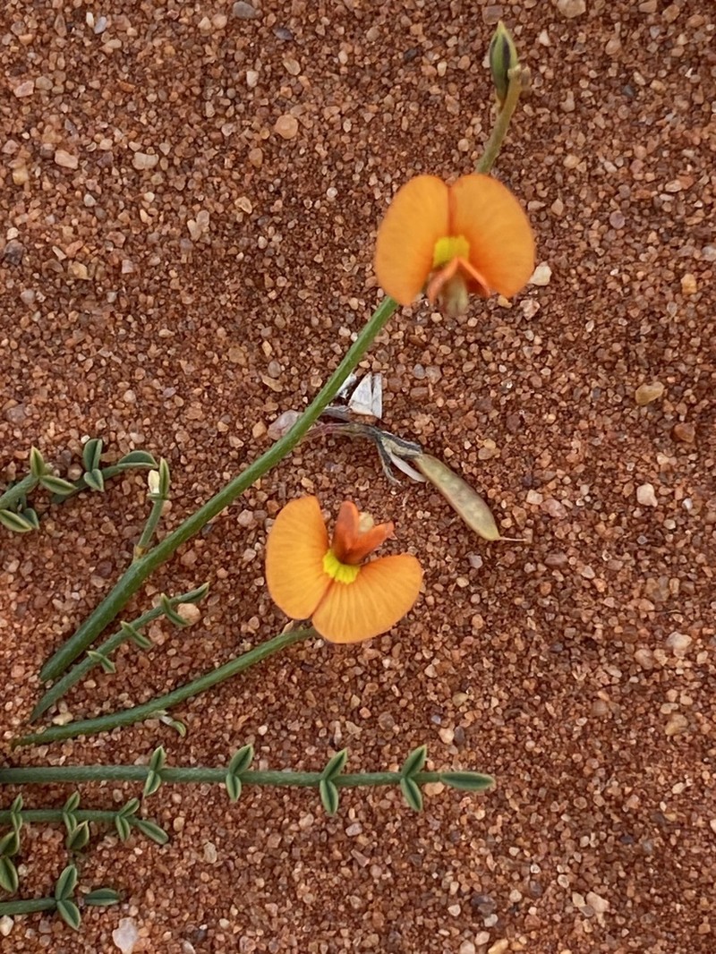 Aenictophyton anomalum photo 2