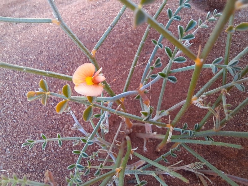 Aenictophyton anomalum photo 3