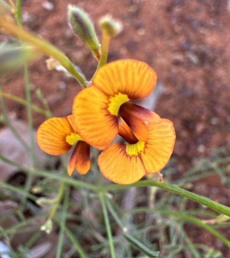 Aenictophyton anomalum photo 4