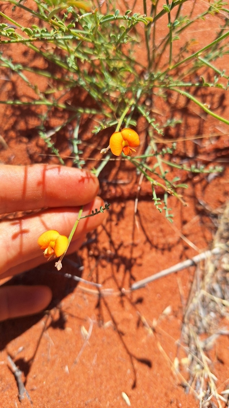 Aenictophyton anomalum photo 5