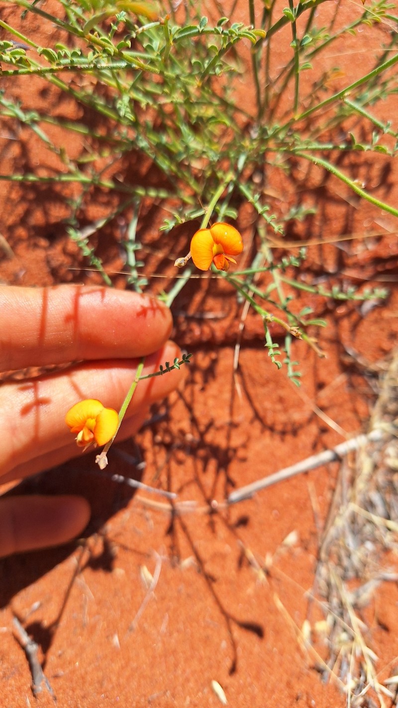 Aenictophyton anomalum photo 6