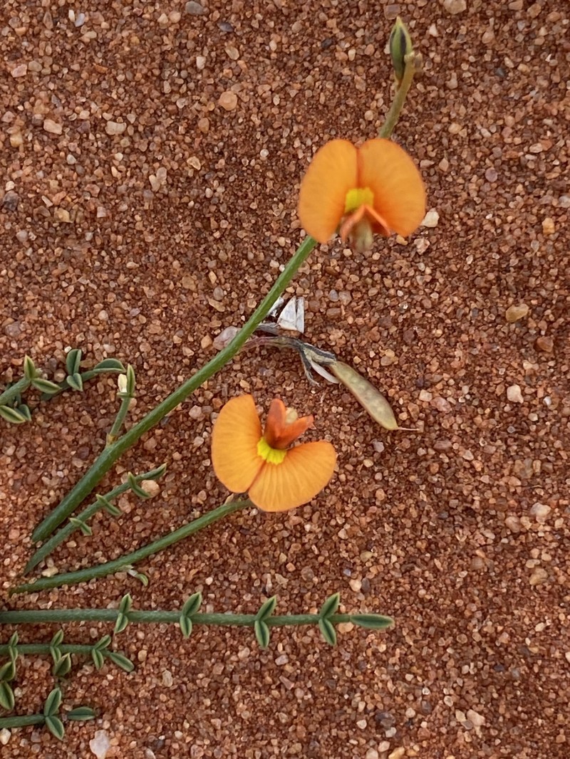 Aenictophyton anomalum photo 7