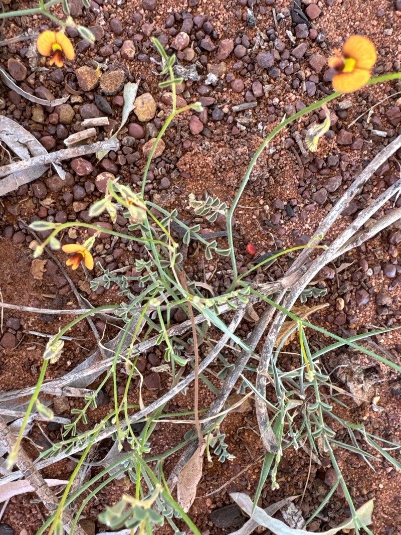 Aenictophyton anomalum photo 8