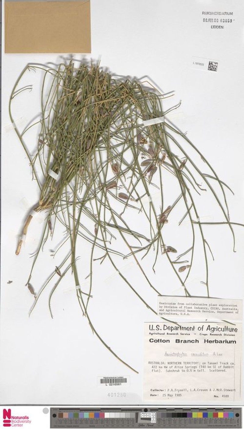 Aenictophyton reconditum