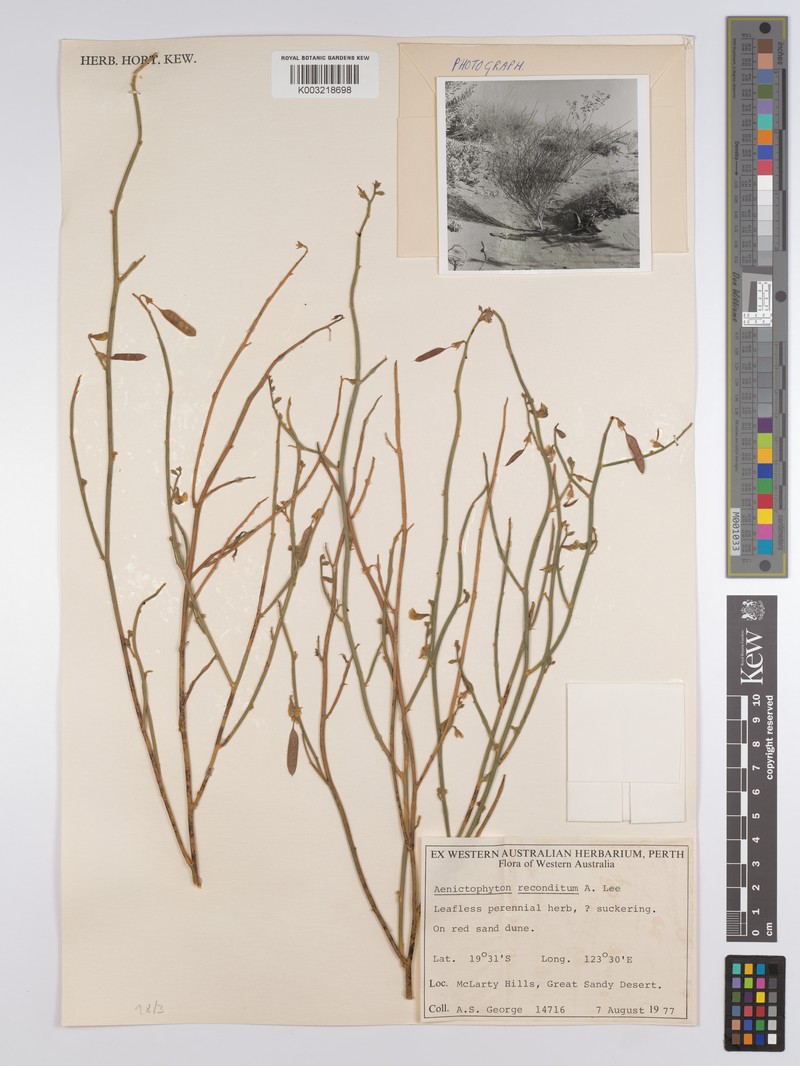 Aenictophyton reconditum photo 2
