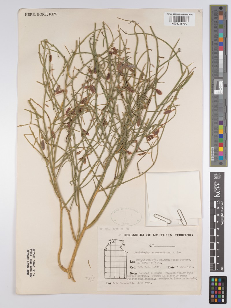 Aenictophyton reconditum photo 3