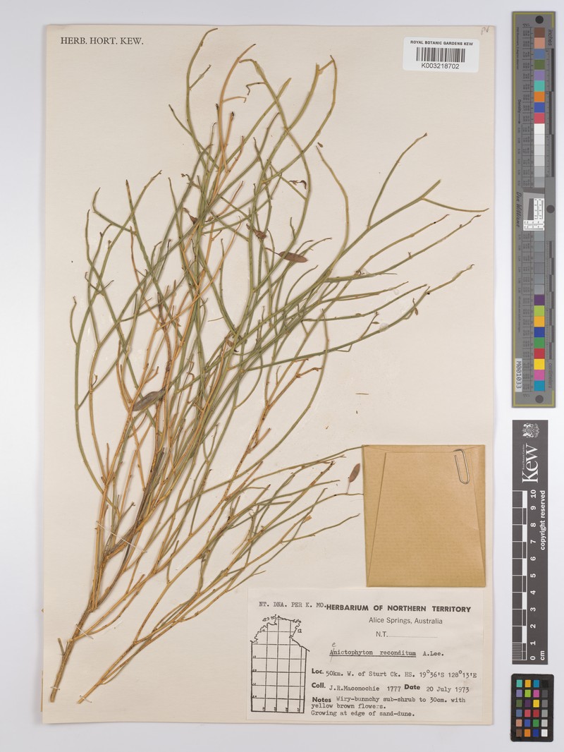 Aenictophyton reconditum photo 4