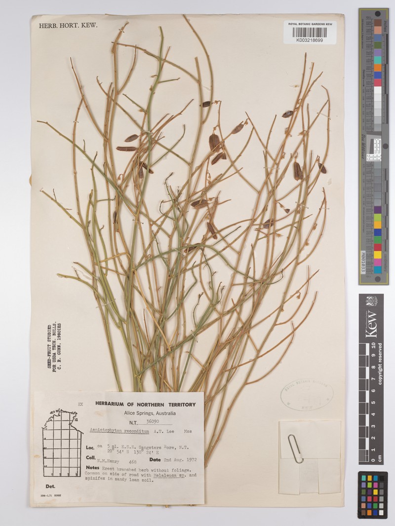 Aenictophyton reconditum photo 5