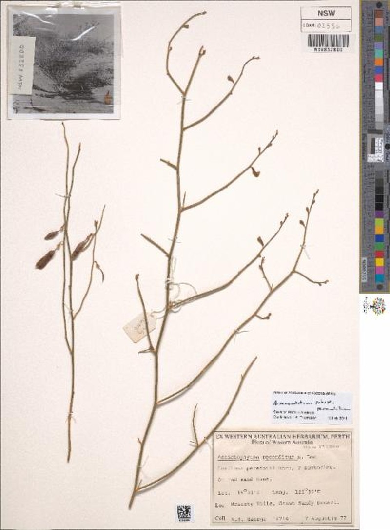 Aenictophyton reconditum photo 6