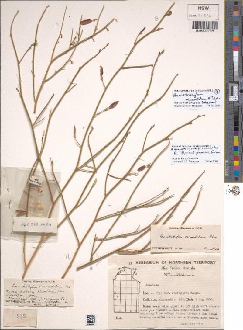 Aenictophyton reconditum subsp. reconditum