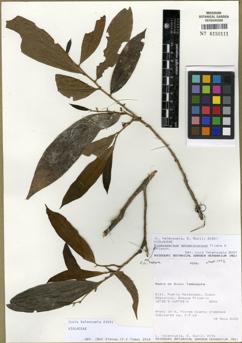 Aenigmanu alvareziae