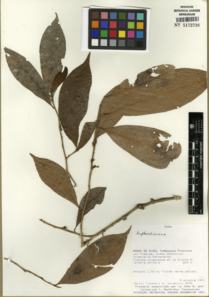Aenigmanu alvareziae photo 2