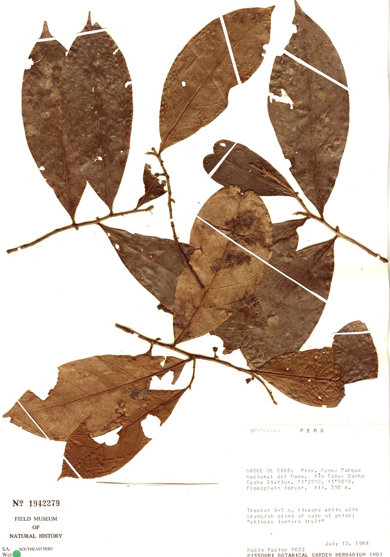 Aenigmanu alvareziae photo 3
