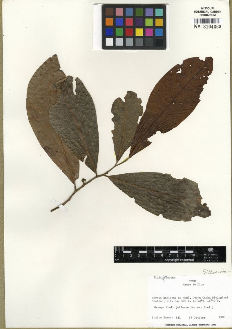 Aenigmanu alvareziae photo 4