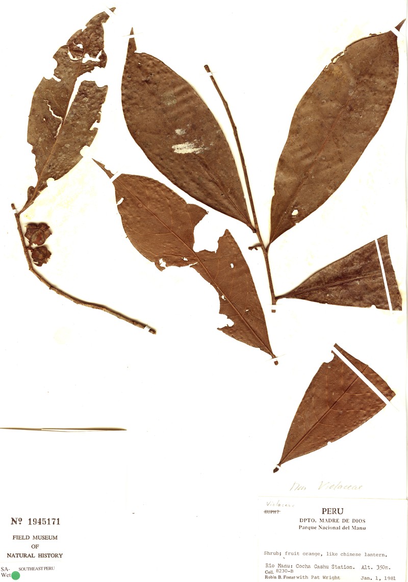 Aenigmanu alvareziae photo 5