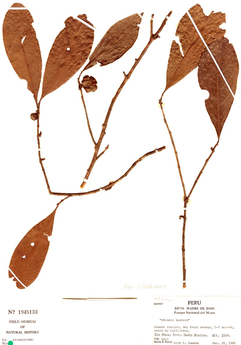 Aenigmanu alvareziae photo 6