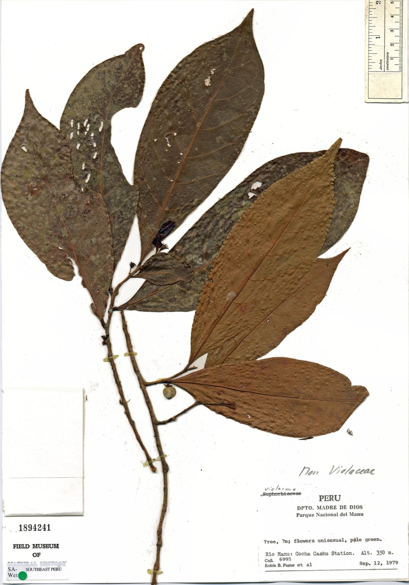 Aenigmanu alvareziae photo 8