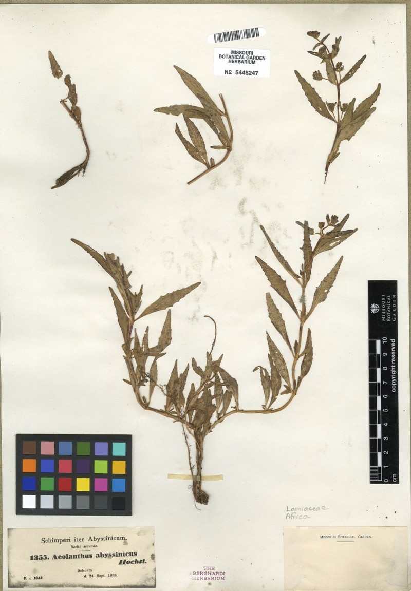Aeollanthus abyssinicus
