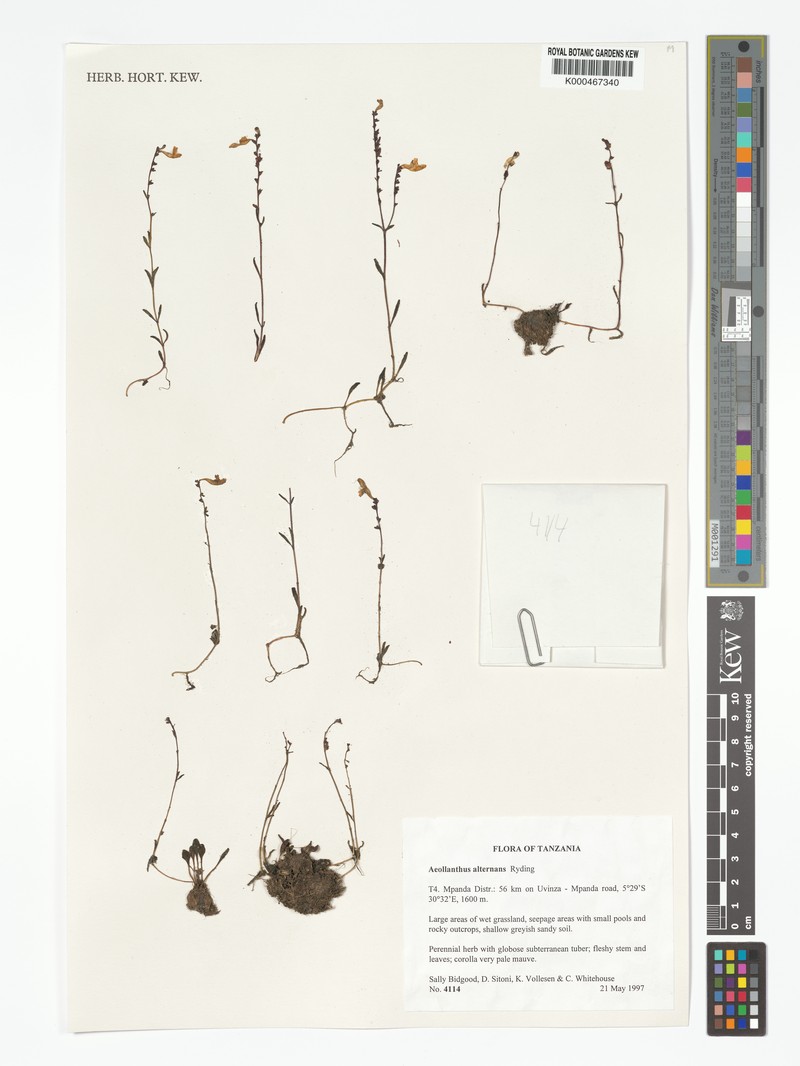 Aeollanthus alternatus
