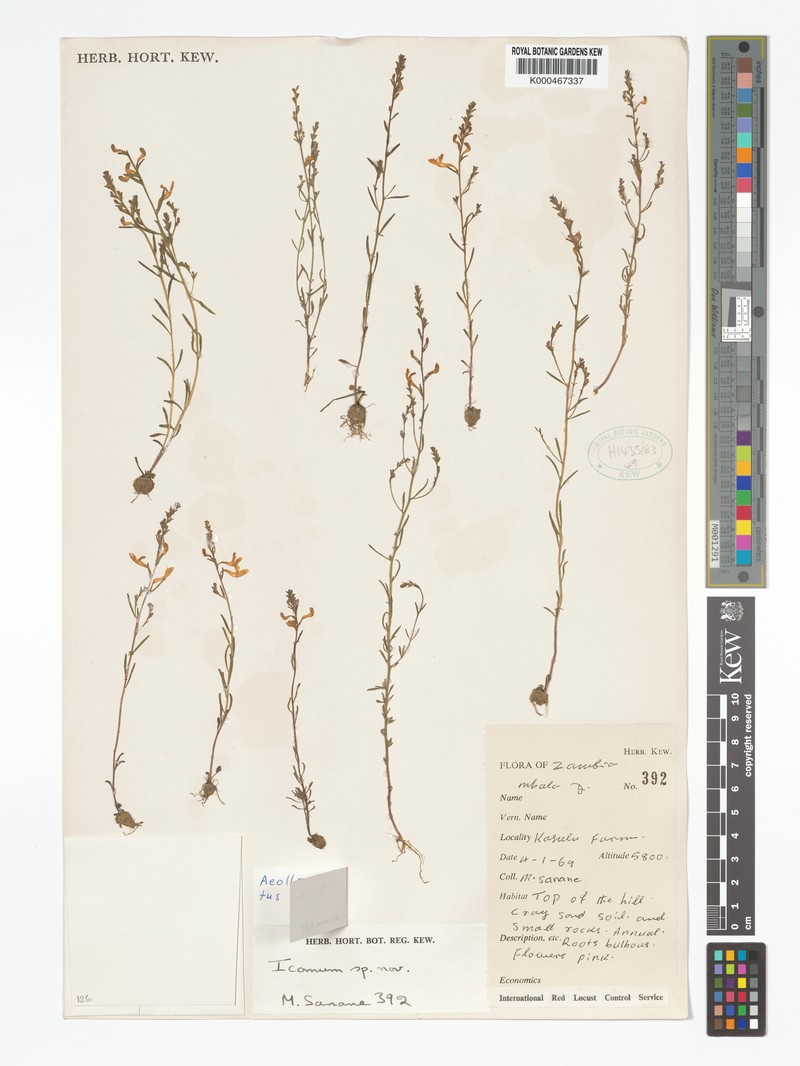 Aeollanthus alternatus photo 2