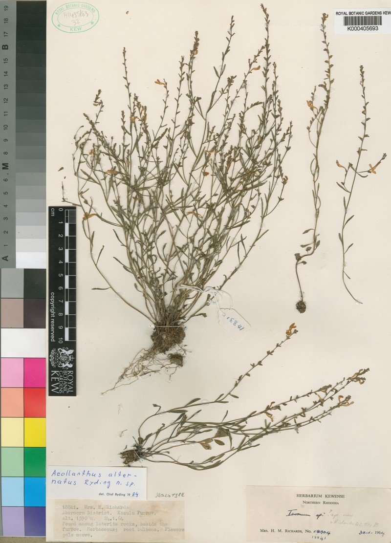 Aeollanthus alternatus photo 3