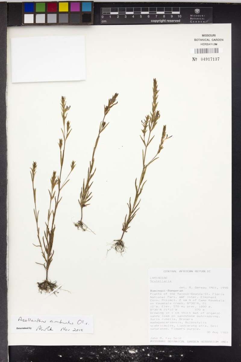 Aeollanthus ambustus