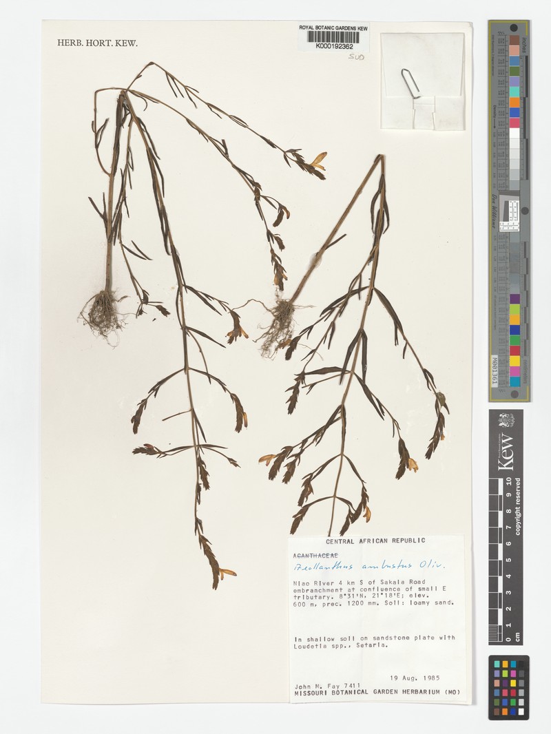 Aeollanthus ambustus photo 2