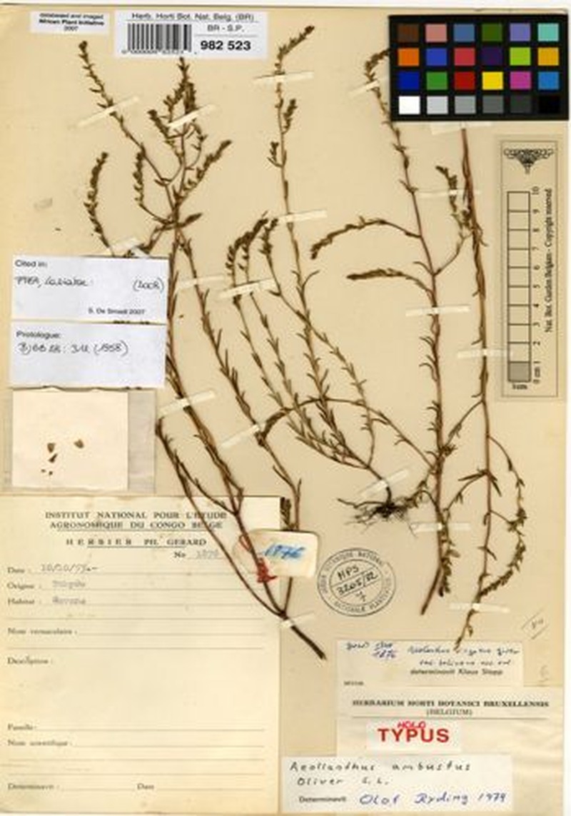 Aeollanthus ambustus photo 3