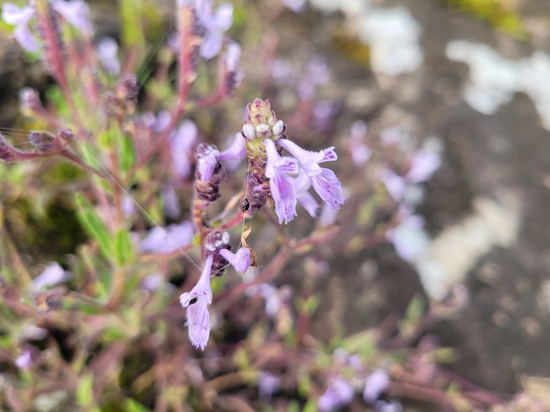 Aeollanthus angustifolius