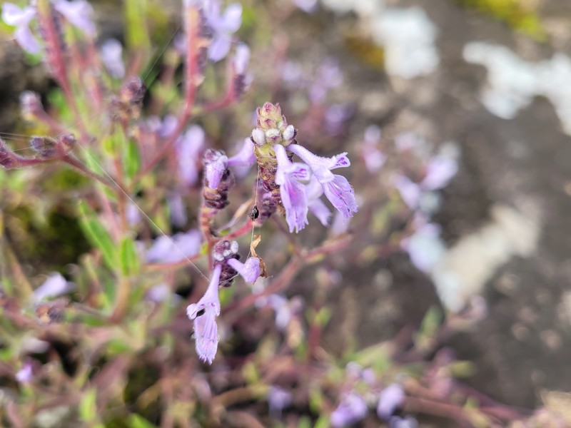 Aeollanthus angustifolius photo 2
