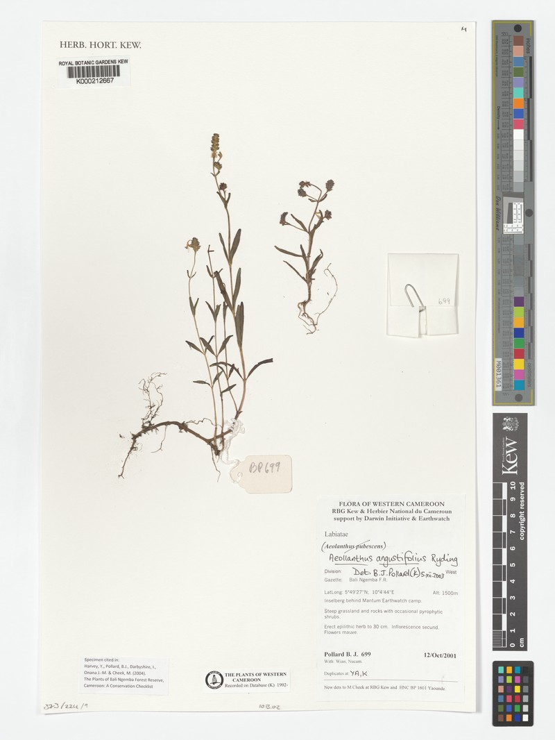 Aeollanthus angustifolius photo 3