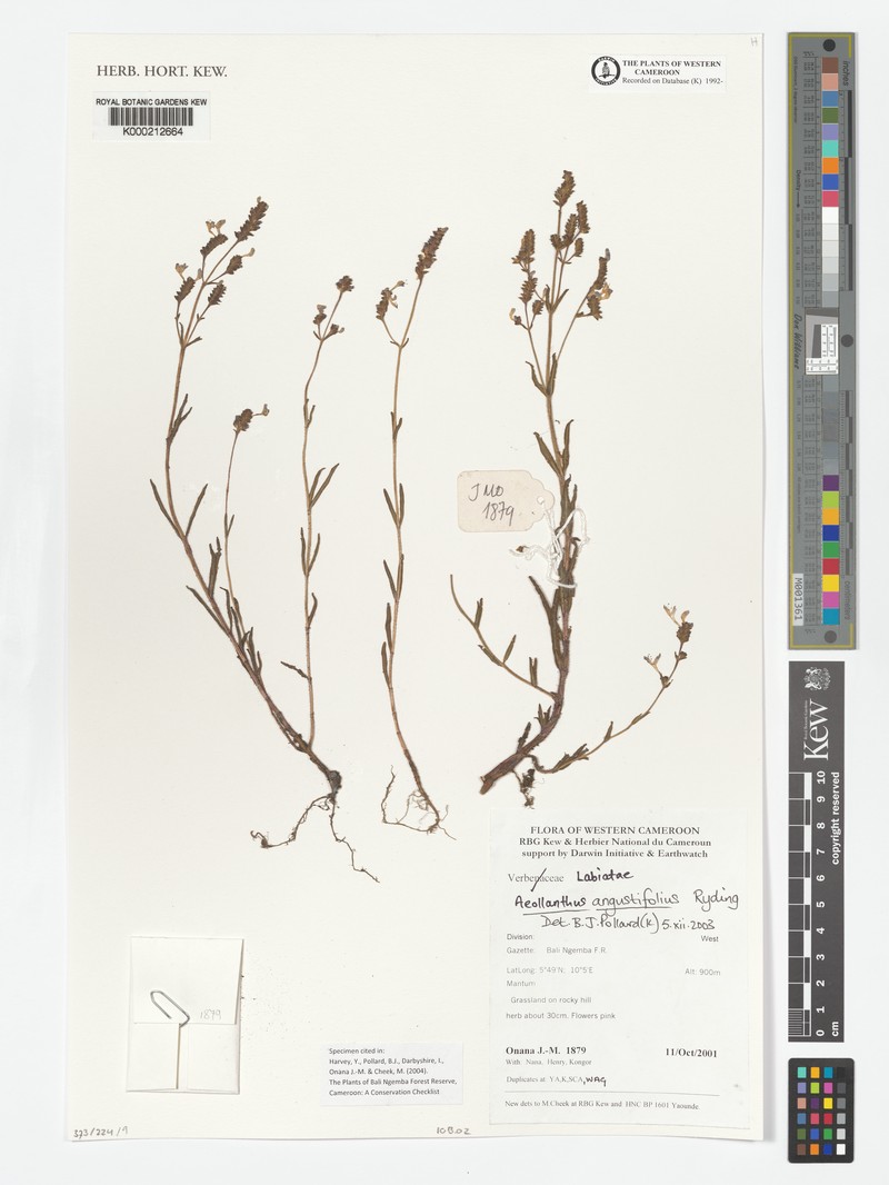 Aeollanthus angustifolius photo 4
