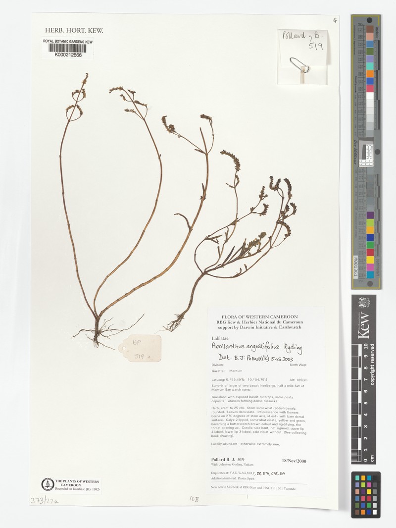 Aeollanthus angustifolius photo 5