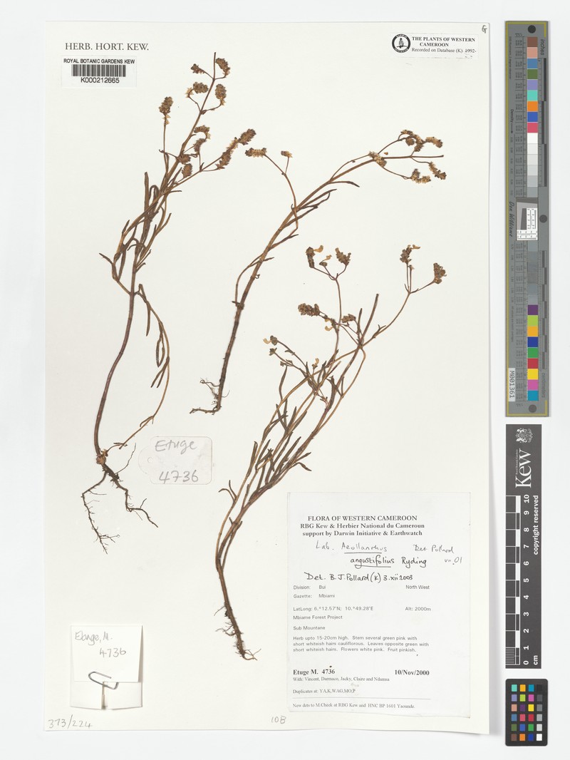 Aeollanthus angustifolius photo 6