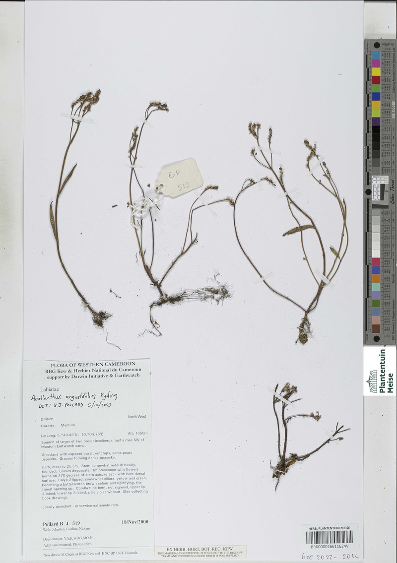 Aeollanthus angustifolius photo 7