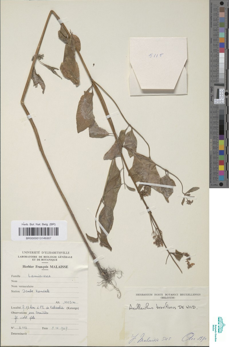Aeollanthus breviflorus