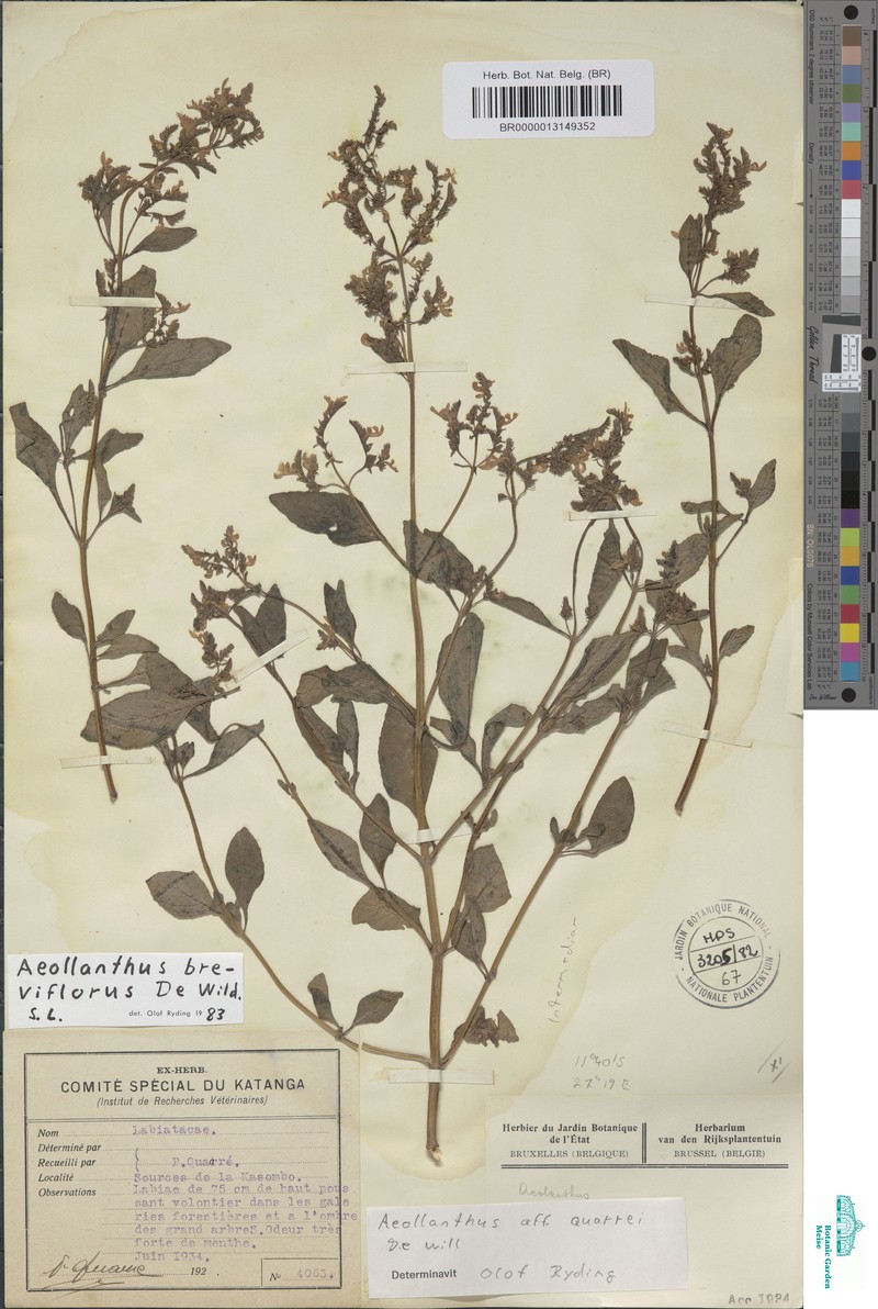 Aeollanthus breviflorus photo 2